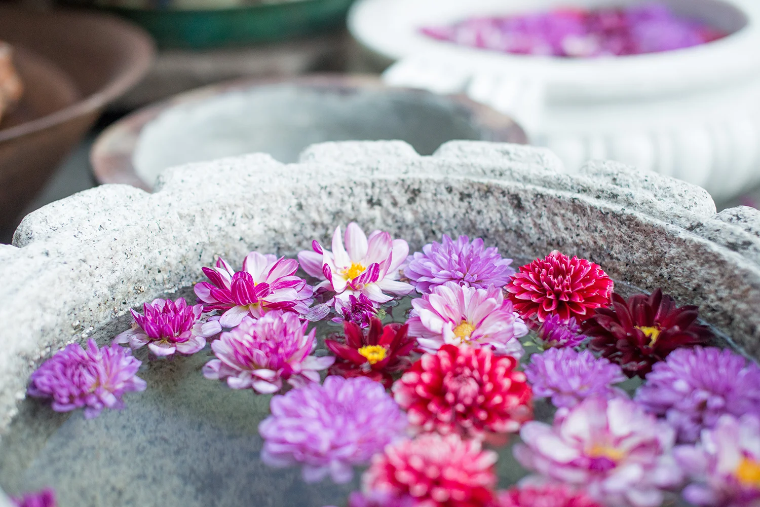 Nurseryedit4flowers.jpg
