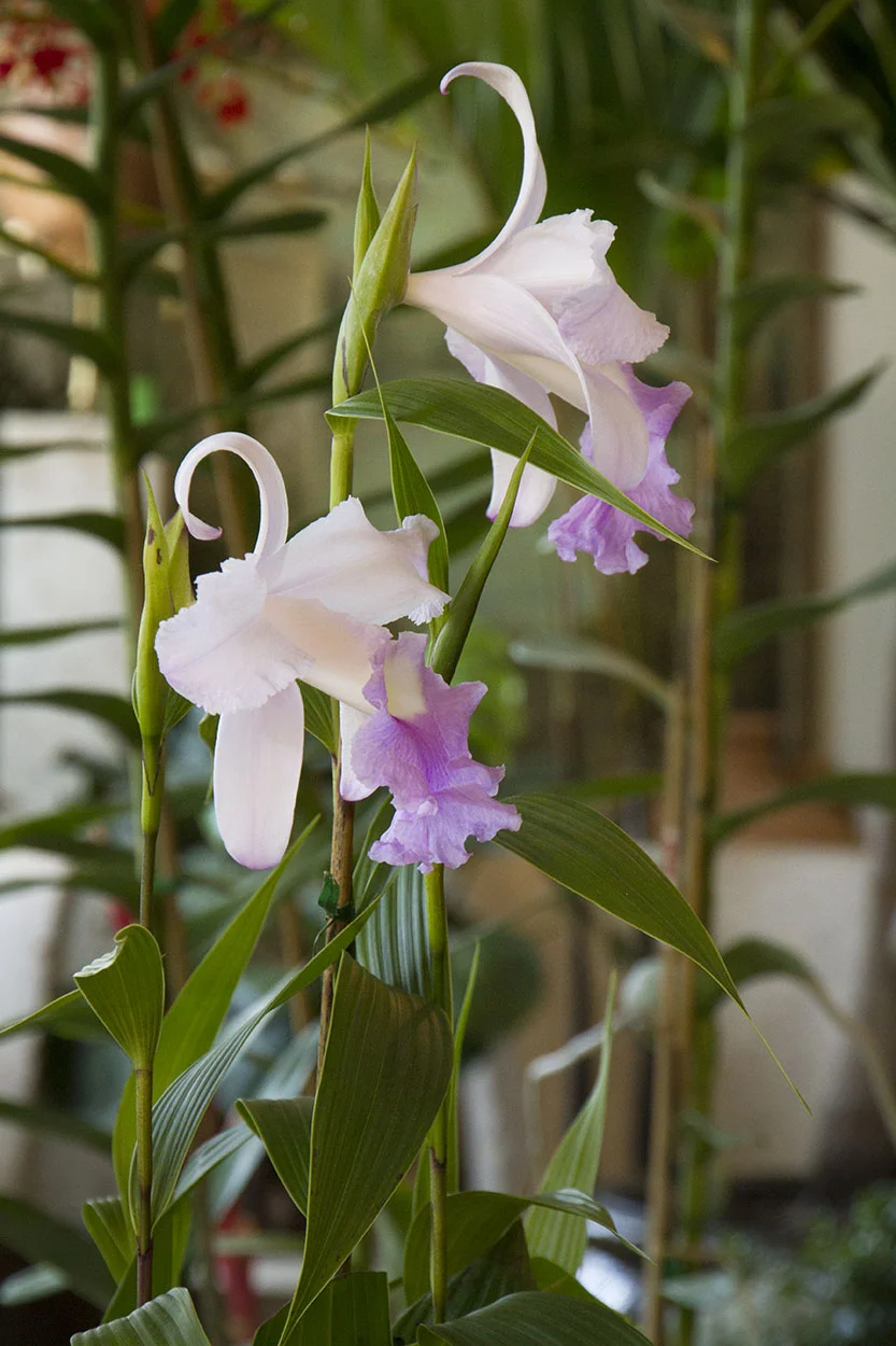 Living Green_4083.jpg