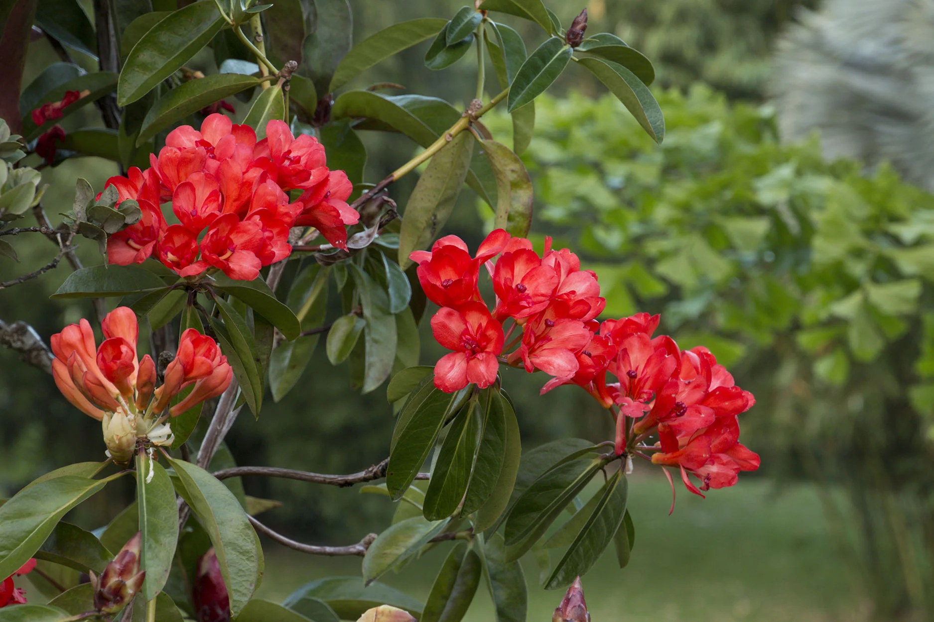 Vireya Rhododendron_3570.jpg