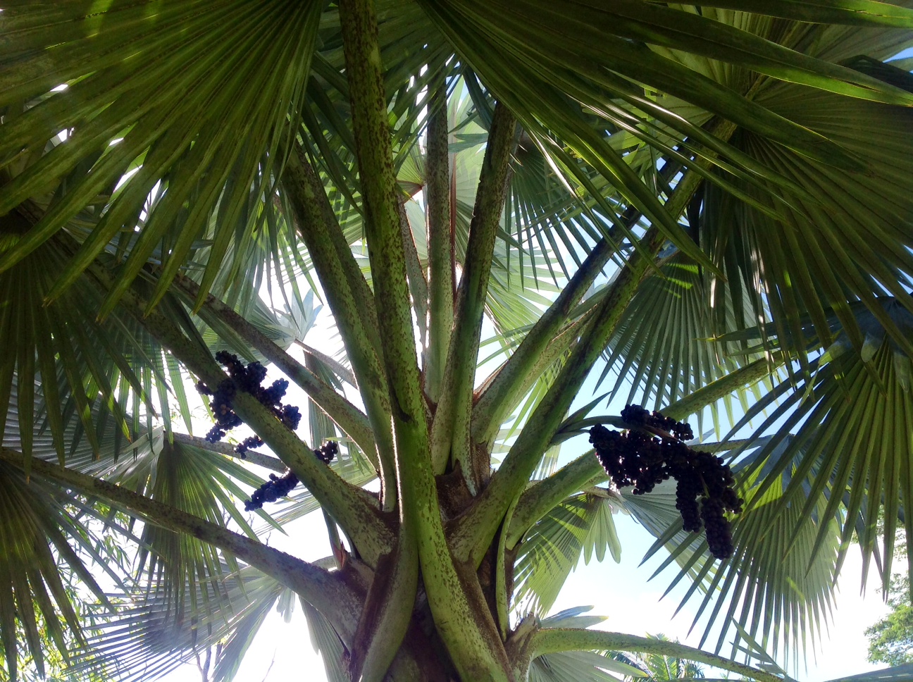 palm.jpeg