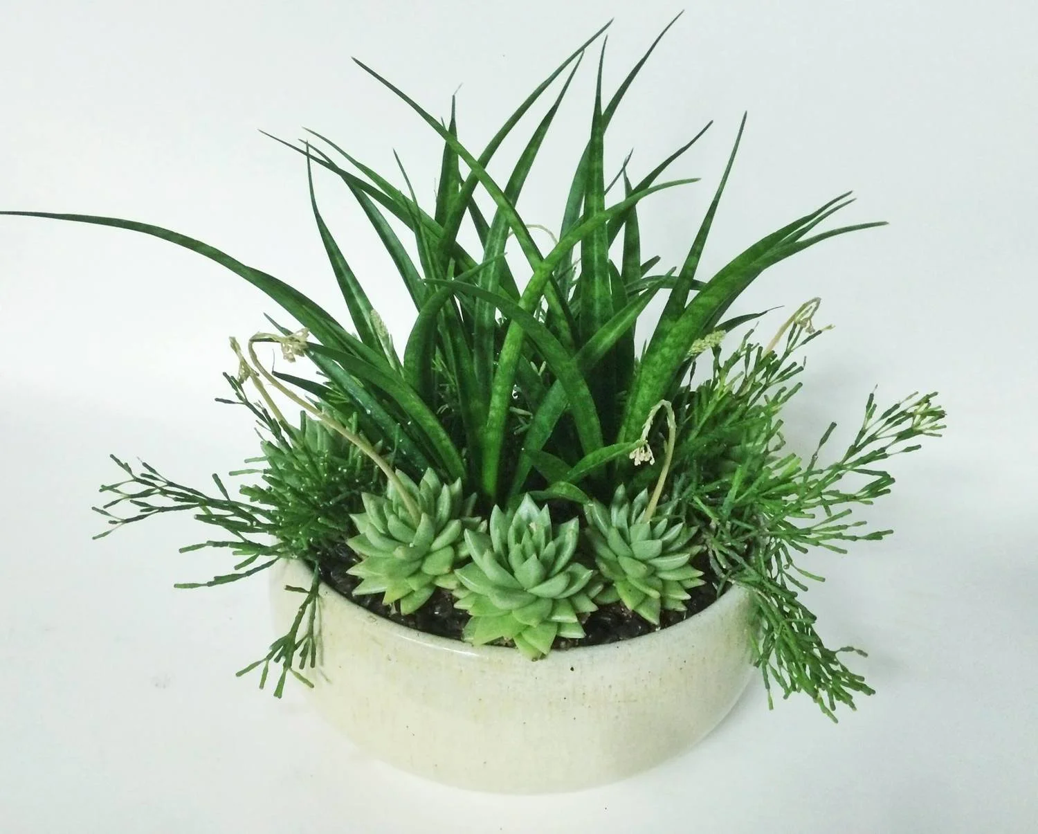 sansiveria+and+rhipsallis+.jpg