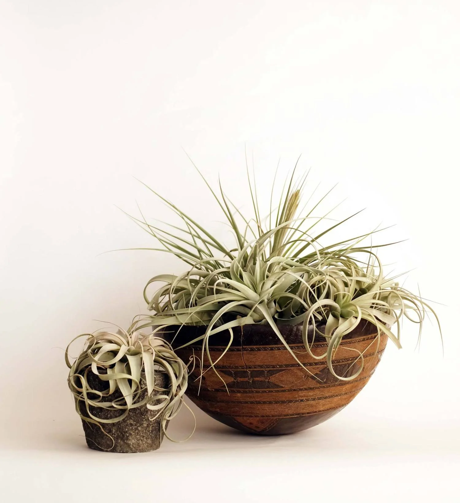 tillandsias.jpg