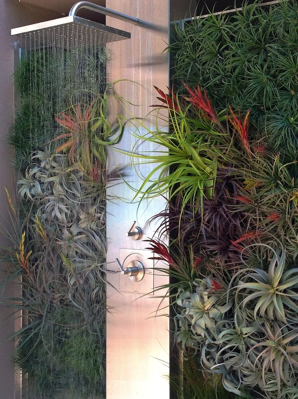 tillandsia.jpeg
