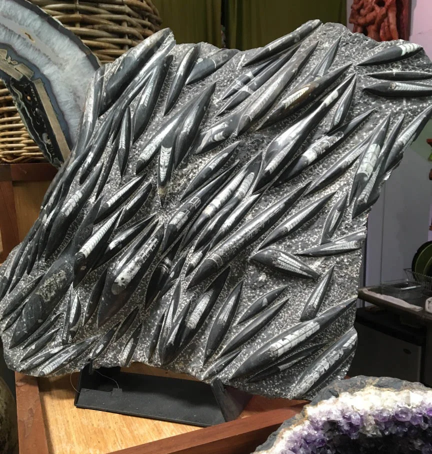 Large Fossil of Devonian Mass Extinction Event from 450 Million Years Ago