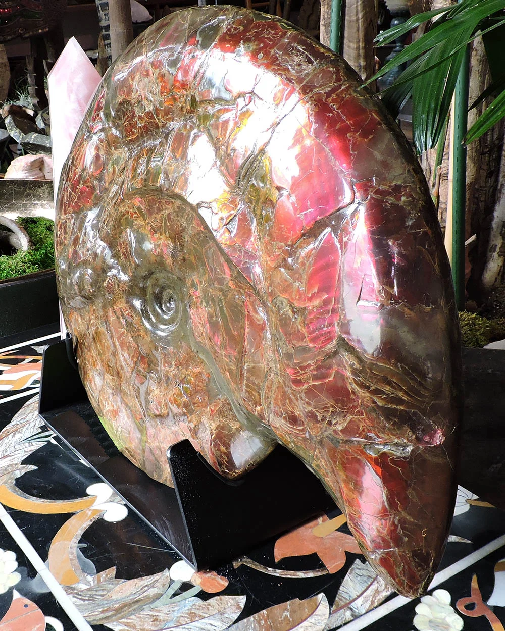 Large Iridescent Root Beer Ammonite from Canada