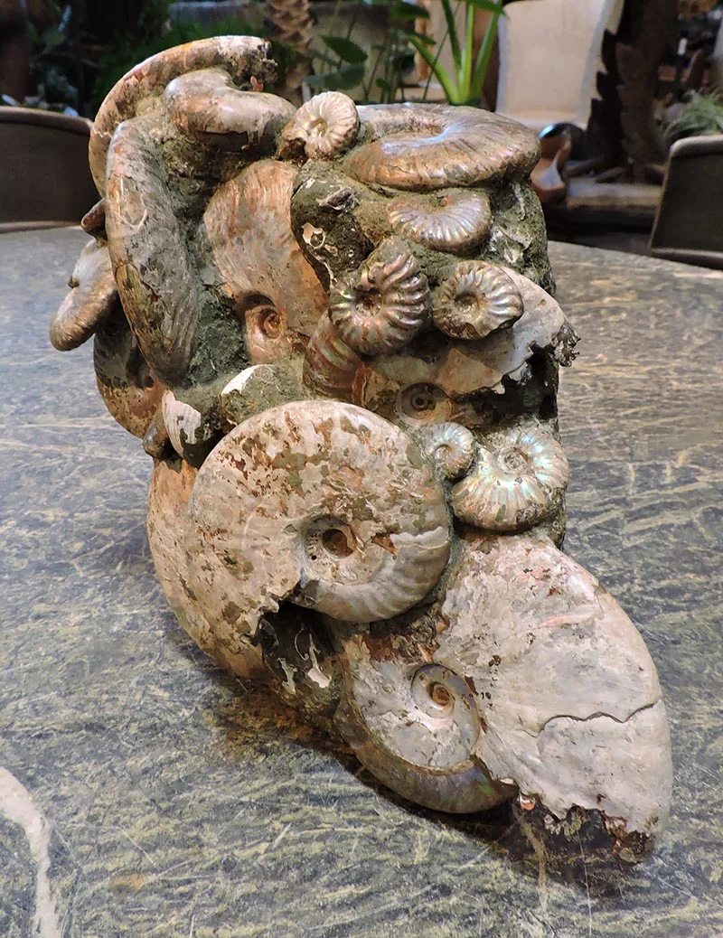Ammonite Mass Mortality Cluster, Madagascar