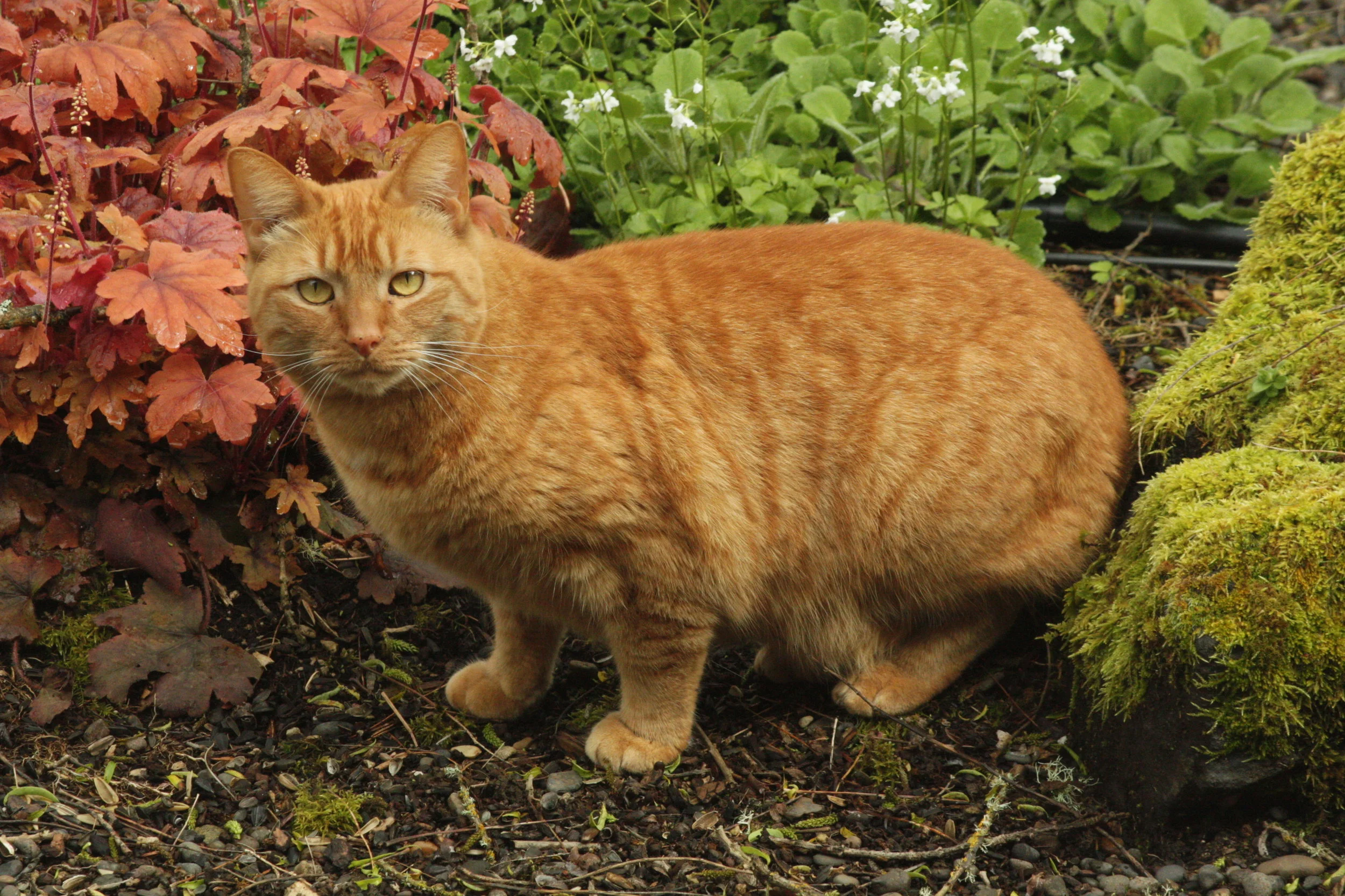 Bobbie