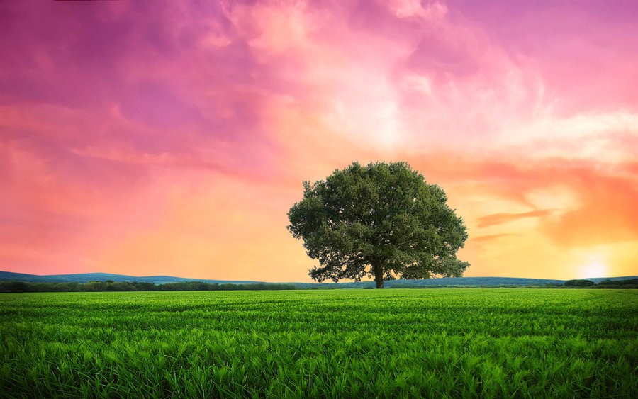 apple_tree_hill_by_welshdragon-d4nkezy.jpg