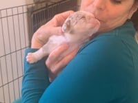 Patti's Puppies!!!