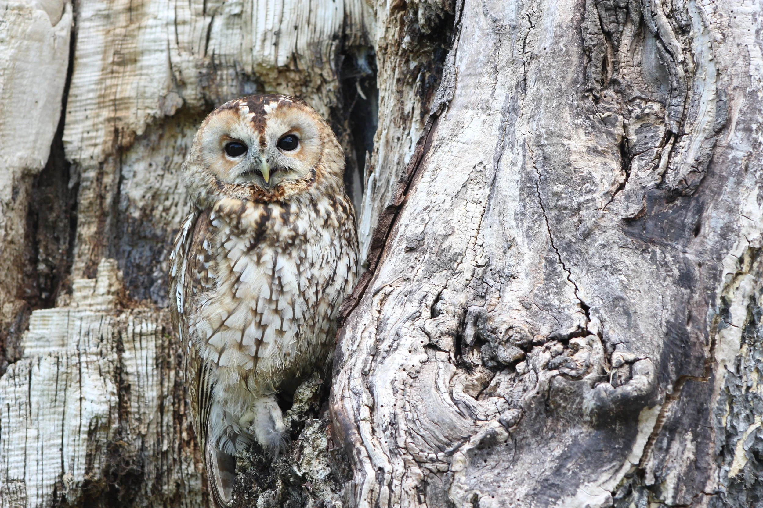 owl-1576572.jpg