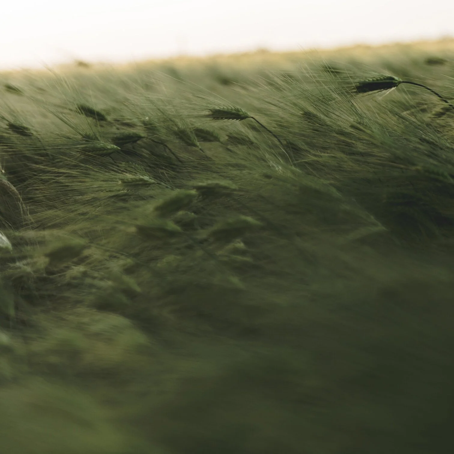 “to synchronous Coriolis, i beg (a prayer)” by Dené K. Dryden