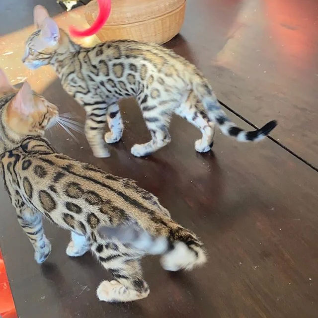 “Don’t look now, but I think there’s a little red thing following your head”
.
.
.
#bengalkittens#bengal#kittens#cutekittenseverywhere #cutecatskittens #cutekittensonly #cutekittensofinstagram #cutekittensdaily #cutekittensfor