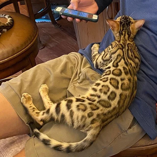 If you sit still for 2 minutes...
.
.
.
.#bengal#bengalkittens#bengalsofinstagram #bengal_ig#bengalsofinsta #bengalsofig #kittens_today #kittenspace #kittens#kittensleeping #kitten🐱 #kittensnuggles #kittensoftheworld