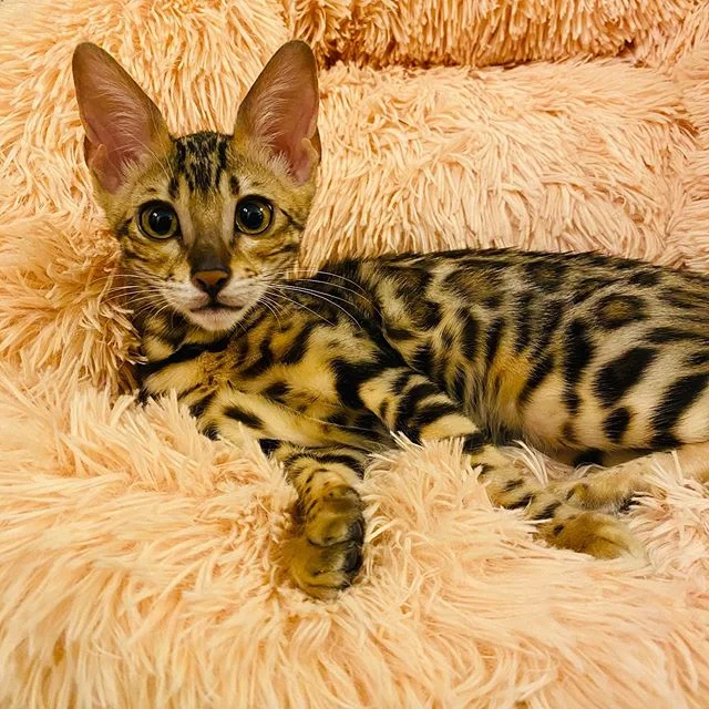 What’s a cyber Monday? Can I chase it?
.
.
.
#bengal#bengalsofinstagram #cybermonday#kitte#kittensarecute#kittenslove#lovekitten#ilovekittens#bengalkittensofinstagram #bengalkitty