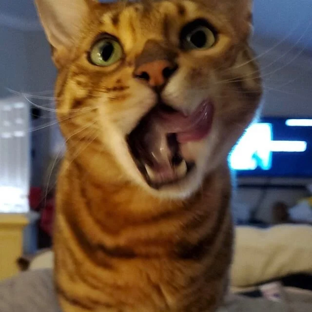 Whatcha cooking for Christmas dinner?
.
.
.#yum#bengal#bengal_ig #bengals #bengalcat#christmascooking#christmasdinner#kitty#kittylove #kittycat #kittys