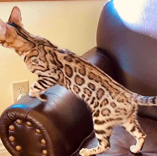 Happy Caturday.
.
.
.
#bengalcat #bengal#bengal_ig #bengal_feature #bengalcatsofinstagram #bengalkittensofinstagram #bengalkittensforsale #bengalkittensrule #prettycats#prettycatsofinstagram #prettycatsoninstagram #beautifulcats #mostbeautifulcat