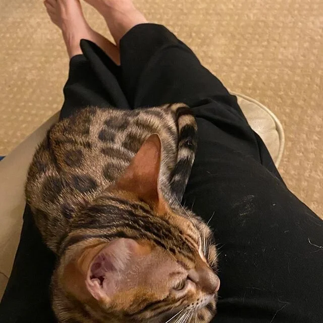 My Meowmy stays nice and still for me.
.
.
❤️#bengal #bengalcatworld #bengal_cats #happykitty#relaxingkitty #restingkitty#ilovemycat #lovebengal #bengallove #bengallover #bengallovers