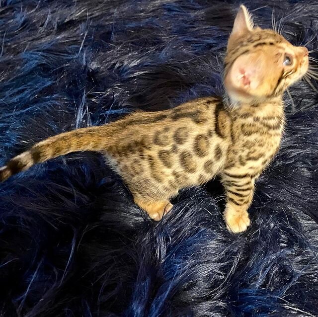 .
.
.
.
#cutekitte#kitten#exotickitten#buyabengal#bengalforadoption
#bengalkittenforsale
#bengalcatforsale#adorablekitten
#buyabengalkittensandiego
#buyabengalkittencalifornia
#bengalcat_lovers#catasticworld
#cat_of_instagram#rosettedbengalforsale