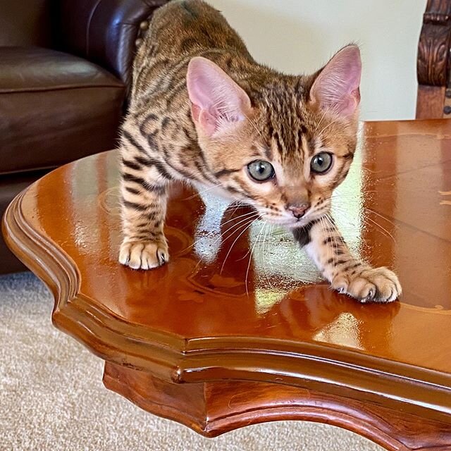 What a better way to isolate than with Bengal Kittens! bengalcat#bengalkitty
#bengal#bengalworld
#bengalcatbreeder#bengalbaby
#Bestkitten#bengal_feature
#cutestkitten#catfeatures
#bestkitten#bengallife