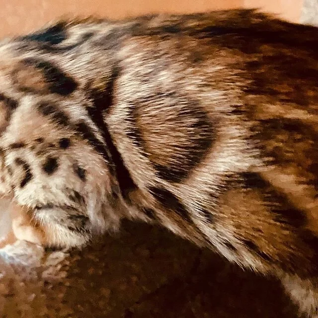 Now that’s a rosette! Little boy kitten available, super handsome and sweet!
#bengalcat #bengal_cats #bengal_feature  #bengalcat_lovers #bengalworld #bengallove #bengalcatworld #bengalcatsofig #bengalsofig #bengalcattery #bengalforsale #bengal