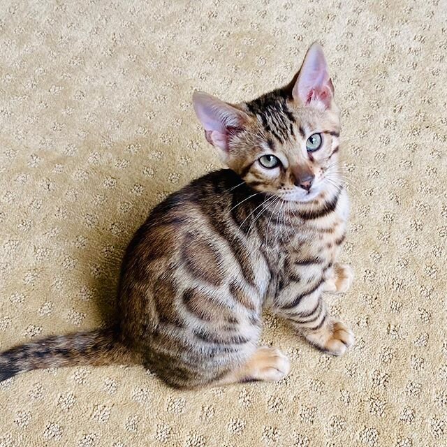 This little guy was on reserve, now available, ready by Easter.
.
.
.
#bengalkittenavailable#bengal #bengals #bengalkitten#boybengalkitten#bengalkittenboy#rosettedbengalkitten#bengalkittenforsale#sandiegobenfalkitten#bengalkittens