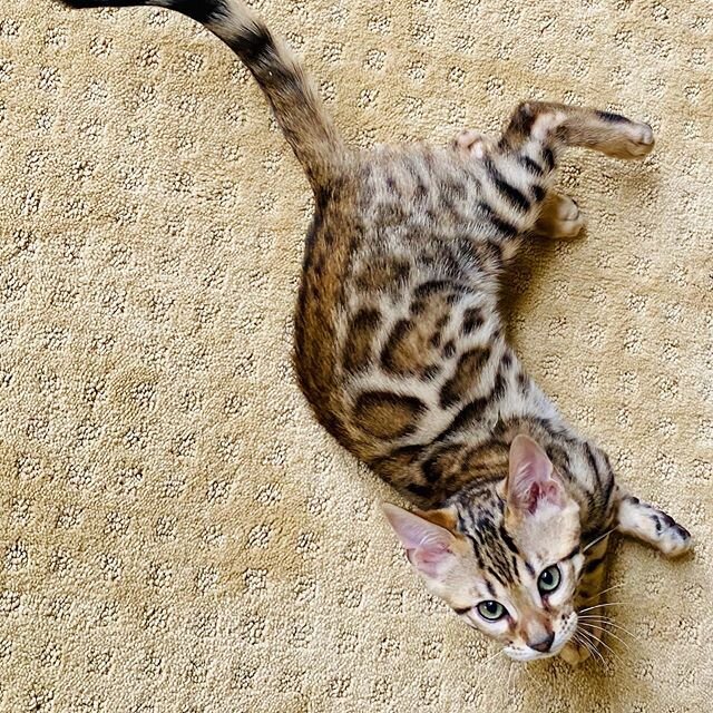 Available kitten boy, please see website for details.
.
.
.

#rosettedbengalforsale#redrosettedbengalforadoption
#cats_of_world#sandiegobengalcattery#sandiegobengalcats#sandiegobengalcatsforsale#bengalrosettes
#cat#catlover#bestcatsclub
#excellent_ca