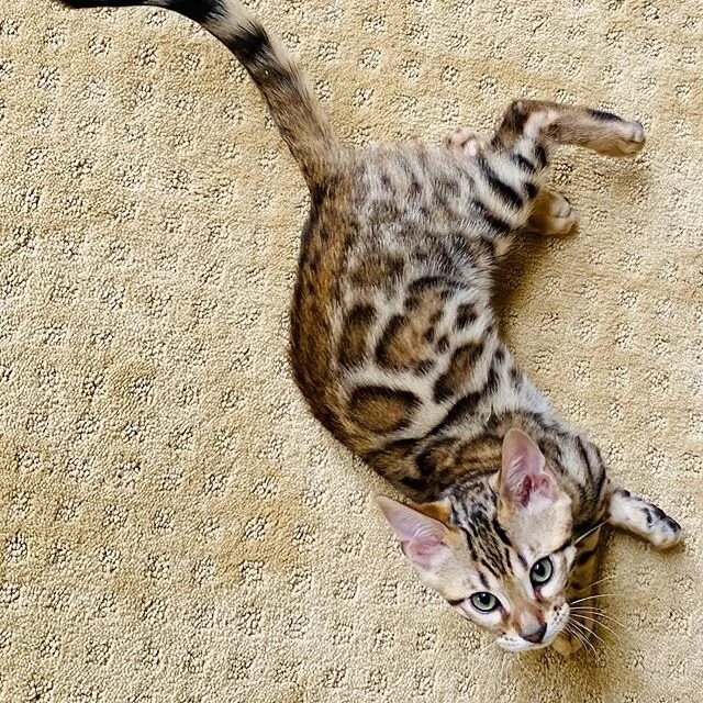 Available kitten boy, please see website for details.
.
.
.
#rosettedbengalforsale#redrosettedbengalforadoption
#cats_of_world#sandiegobengalcattery#sandiegobengalcats#sandiegobengalcatsforsale#bengalrosettes
#cat#catlover#bestcatsclub
#excellent_ca