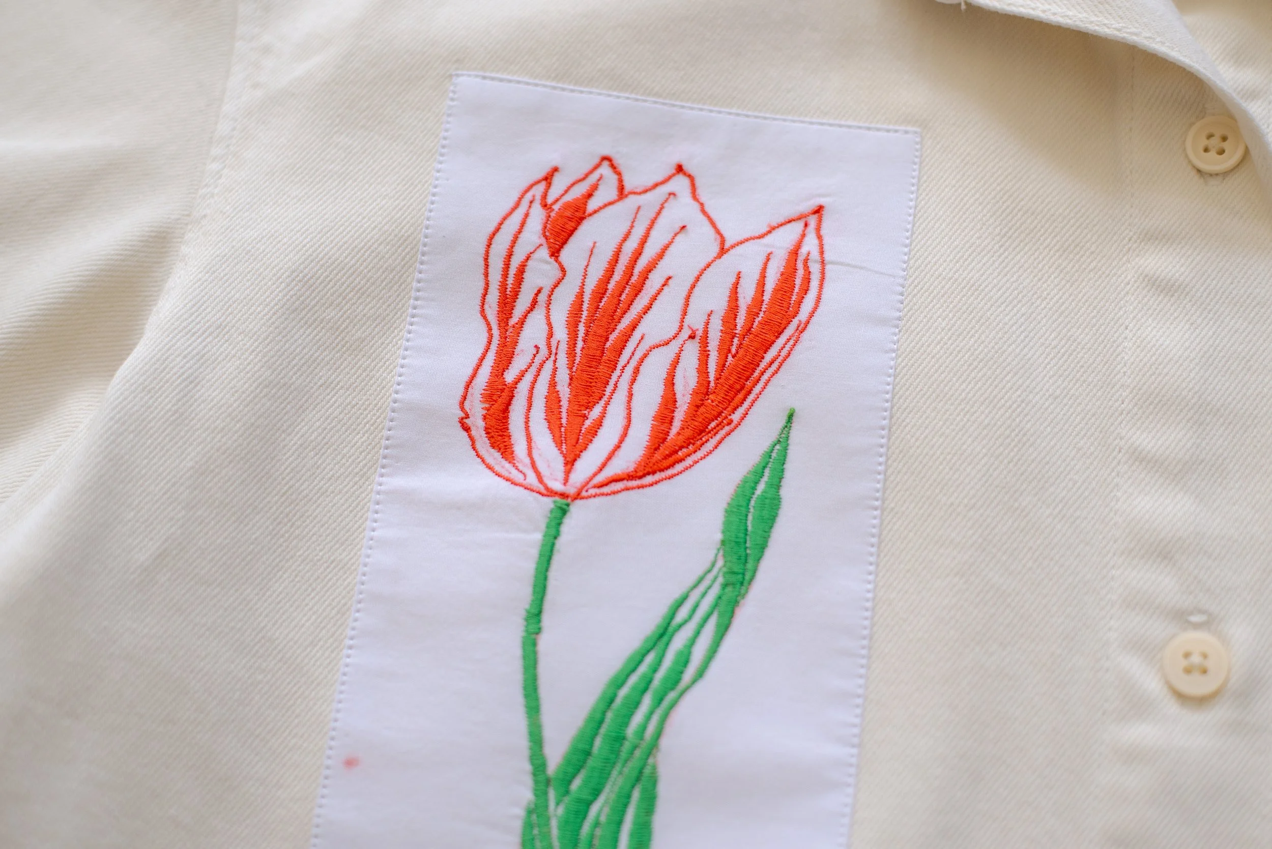 1.The Stages of a tulips life cycle-M6.jpg