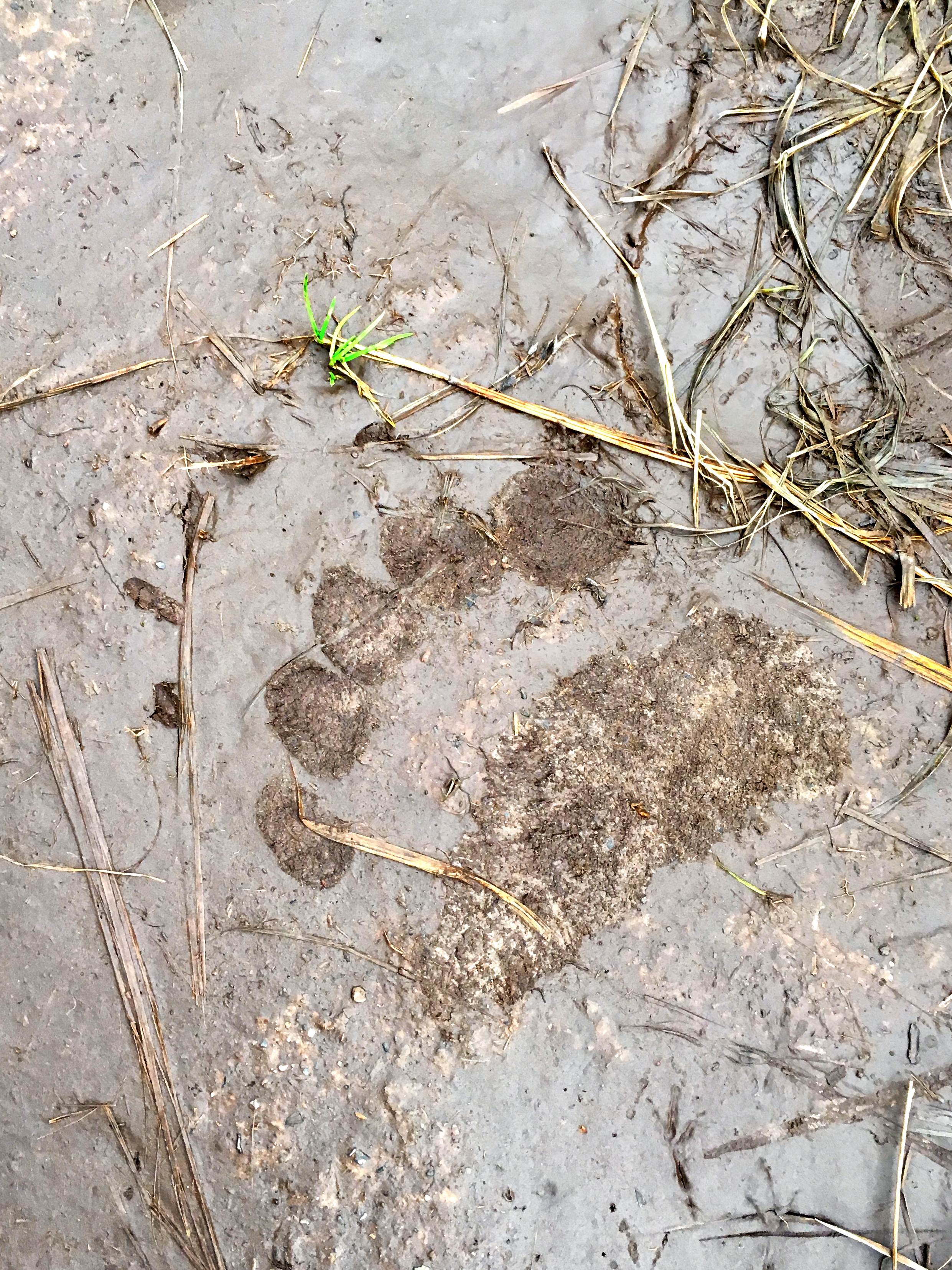 Bear Print 1.jpg