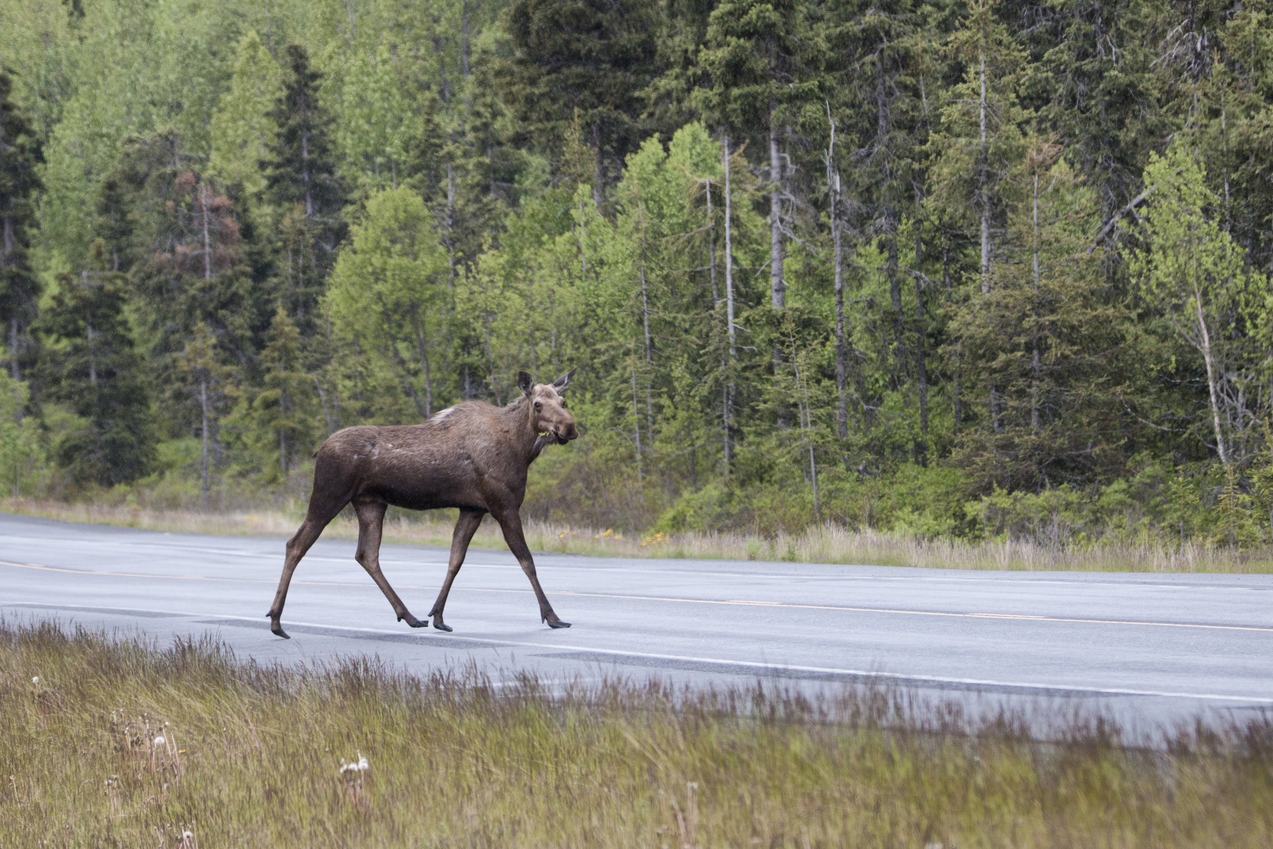 Moose Crossing.jpg