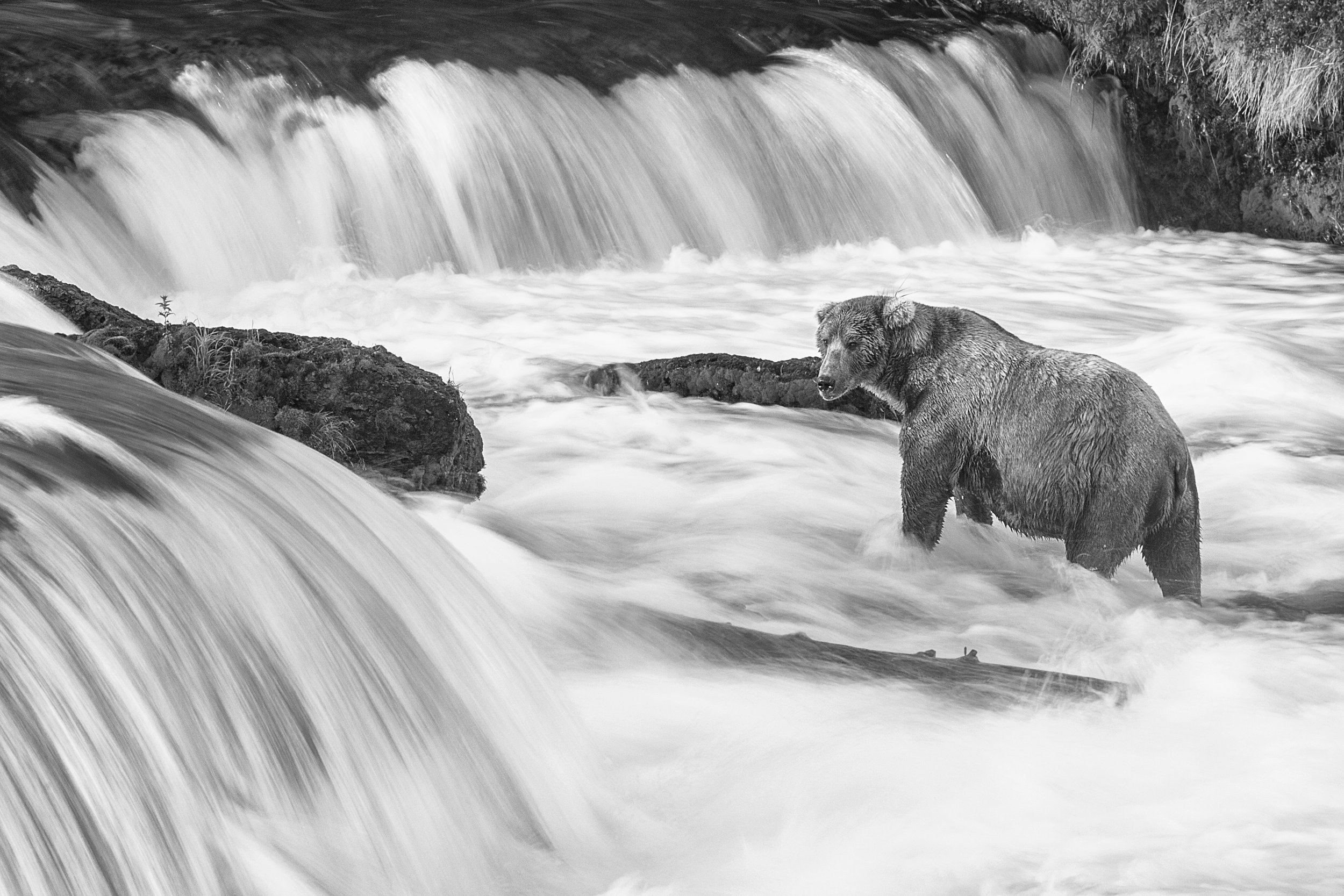 Bear B&W.jpg