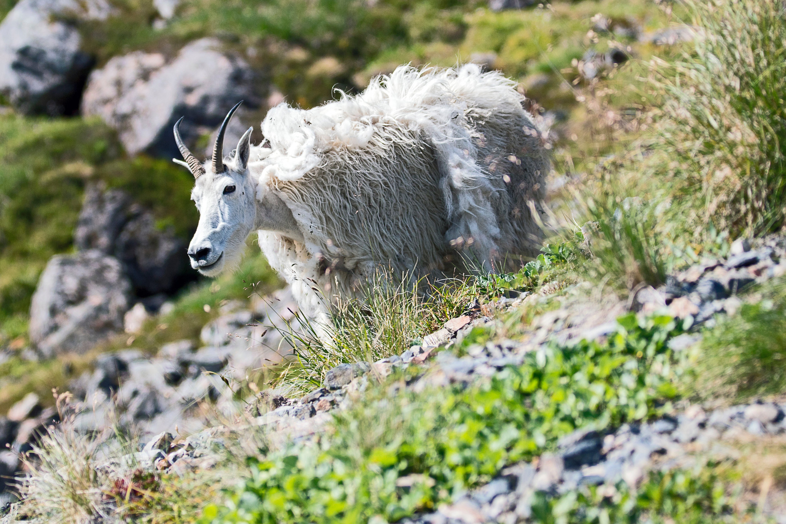 _MG_2898.jpg