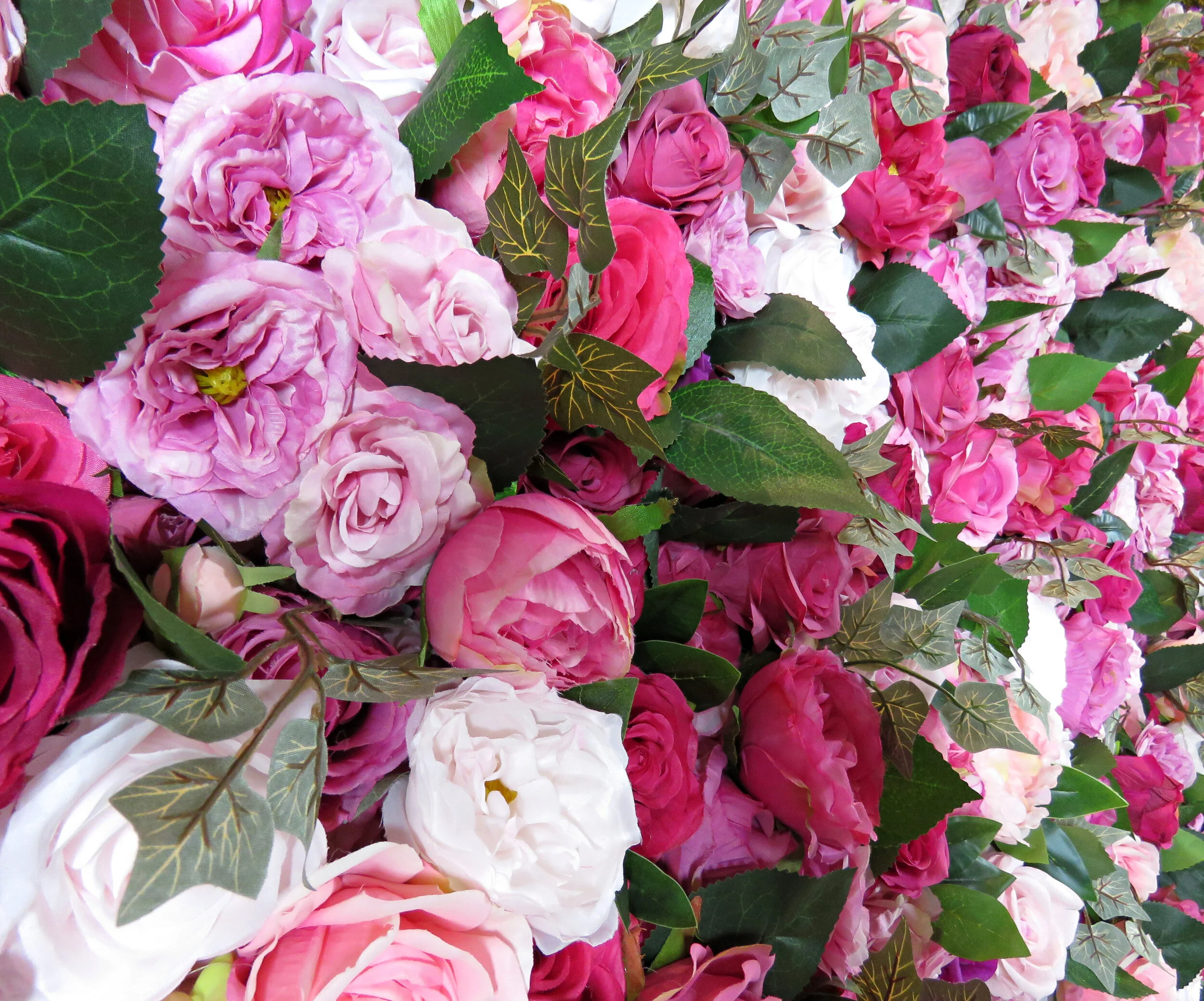 Shelley - Aninia Pic 2.JPG