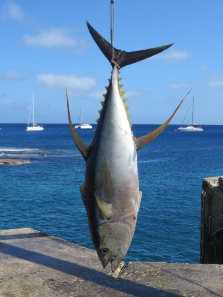 The observant will note that this is a yellow fin tuna, not one of the one's we got to eat Credit: Commodore Keith, Niue Orientation Tour