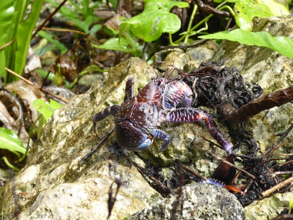 A small uga crab