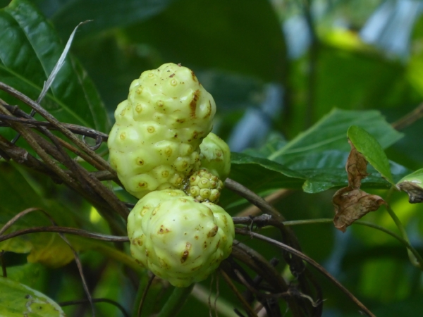 Beware the noni fruit
