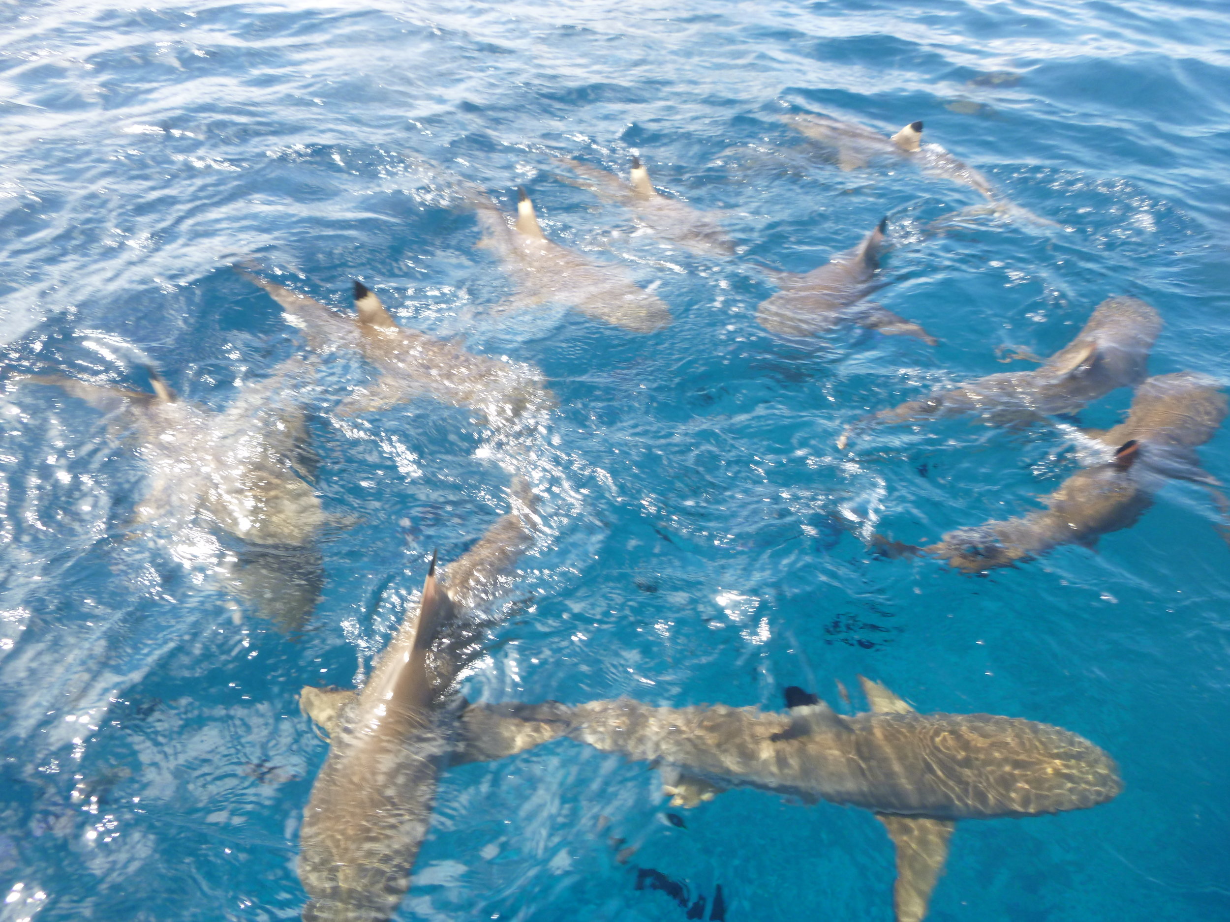A shark frenzy!