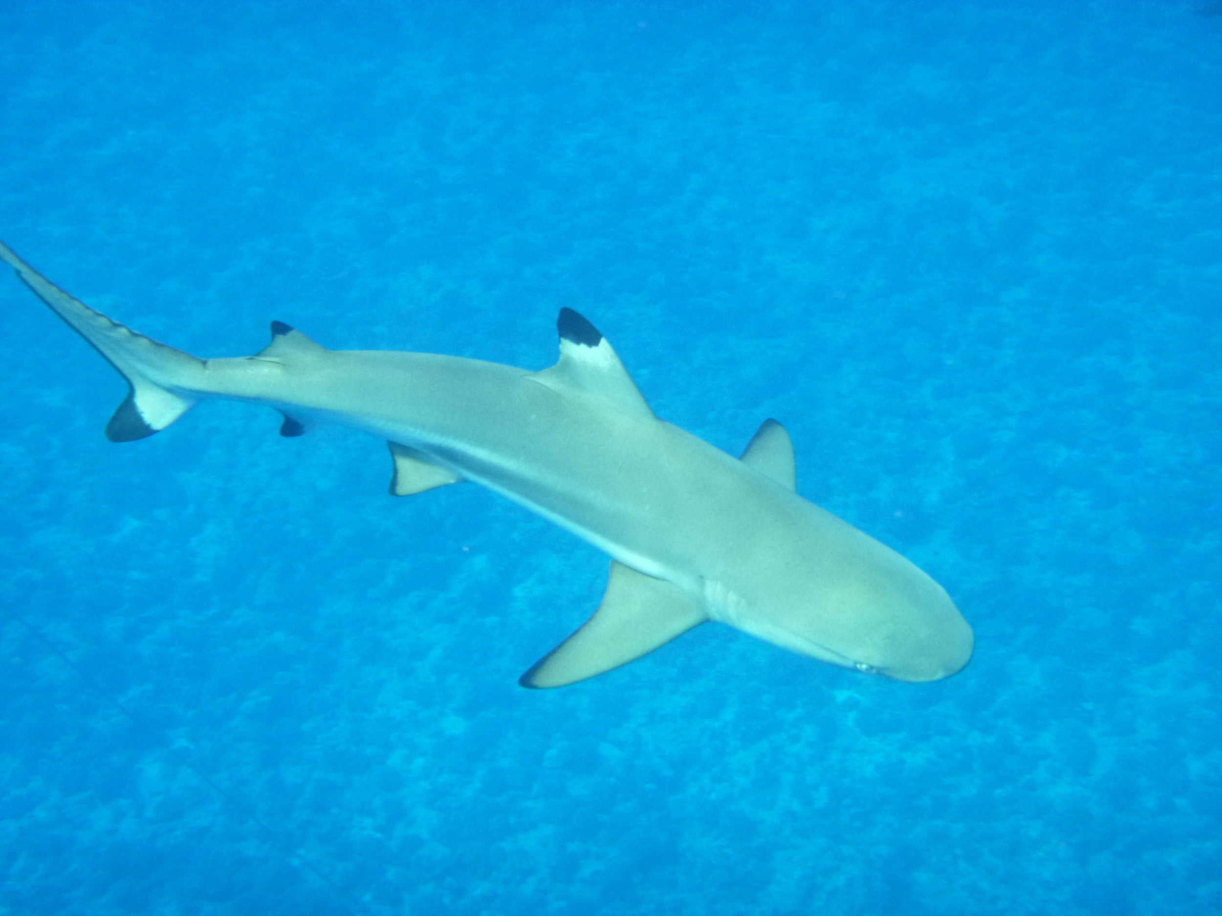 The blacktip reef sharks come as close as about 10 feet