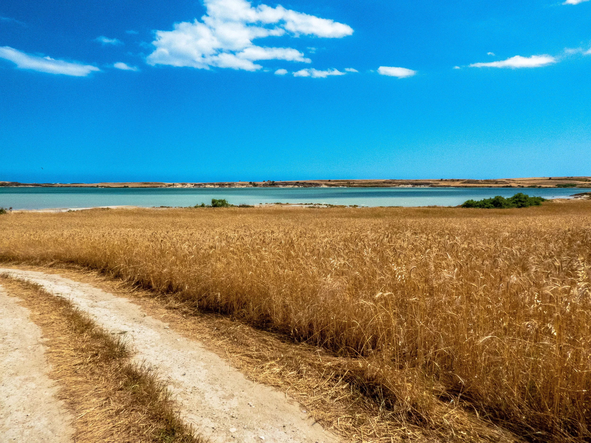 Golden grasses of Larnaca