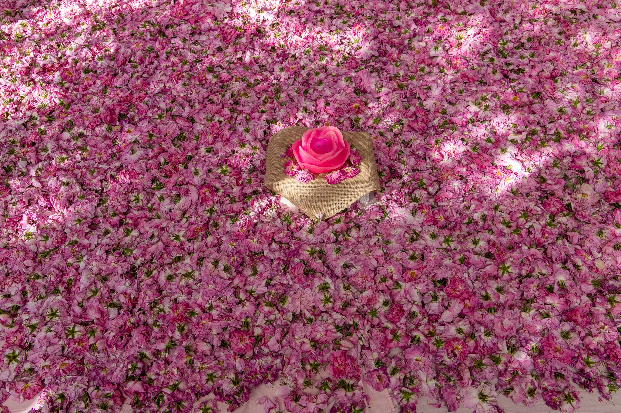 Petals everywhere