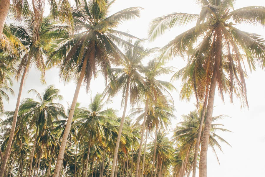 the tops of several tall coconut trees against a white hazy sky