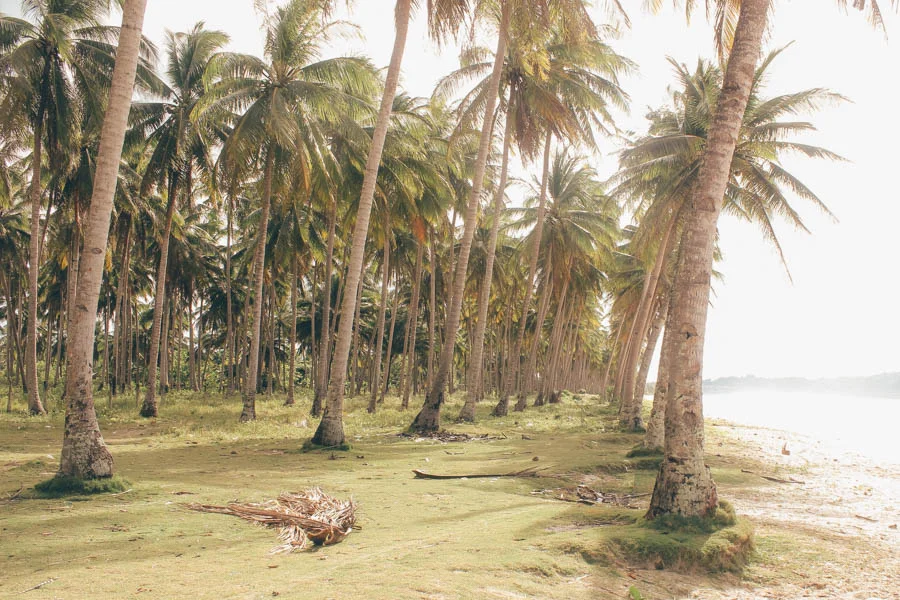 swaying coconut trees on a green mossy beach next to a body of shallow sea water