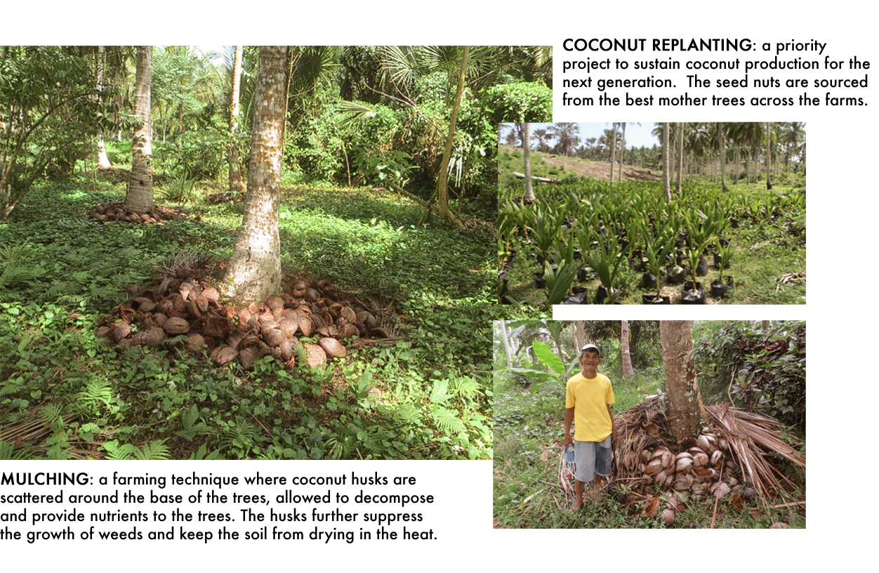descriptions of mulching and coconut replanting processes with image of a coconut tree base surrounded by coconut husks and green forest foliage