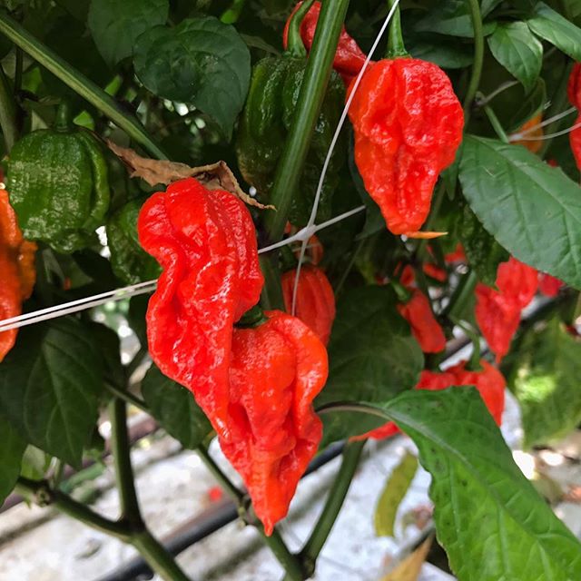 SOME LIKE IT HOT!! Did you catch us on the BBC Look East programme tonight? What do you think to our #carolinareaper... . .
#chillies #lovemychillies #spicy #chillipepper #carolinareaper