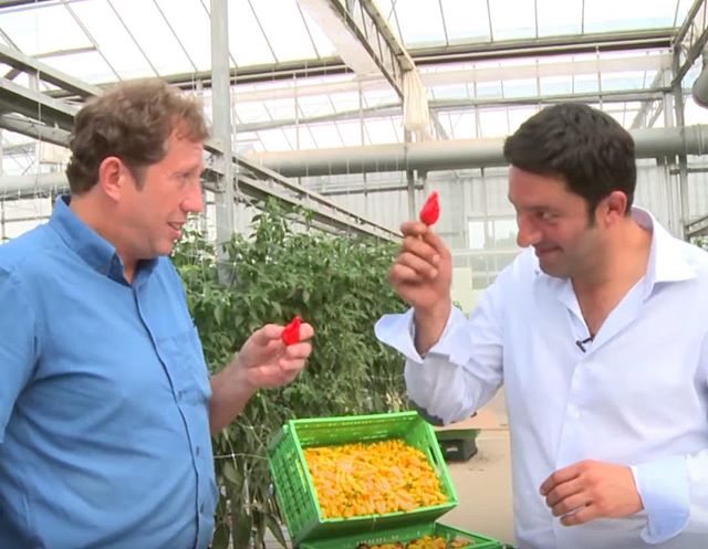 Check out Mike Baess' visit to our farm where he took on the 10 Chilli Challenge with Salvatore.
https://goo.gl/6H7FS8 . .
#chillies #lovemychillies #spicy #chillipepper #carolinareaper #komododragon