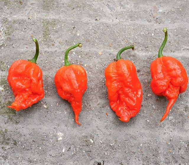 🌶🌶 HOT NEWS 🌶🌶 you can now purchase the world famous Carolina Reaper directly from our website in either 1KG or 5KG batches. Site link in bio
.
#chillies #lovemychillies #spicy #chillipepper #carolinareaper #komododragon