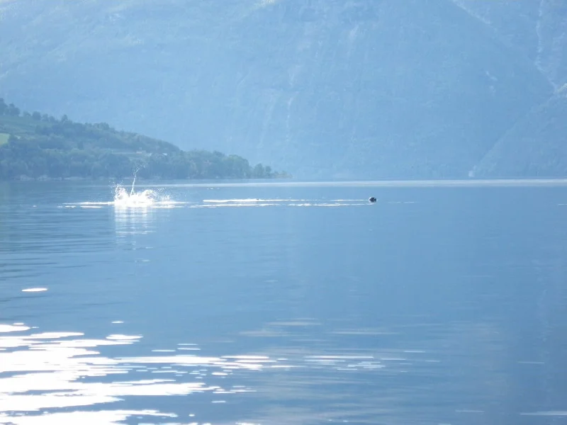 spelende zeehonden.jpg