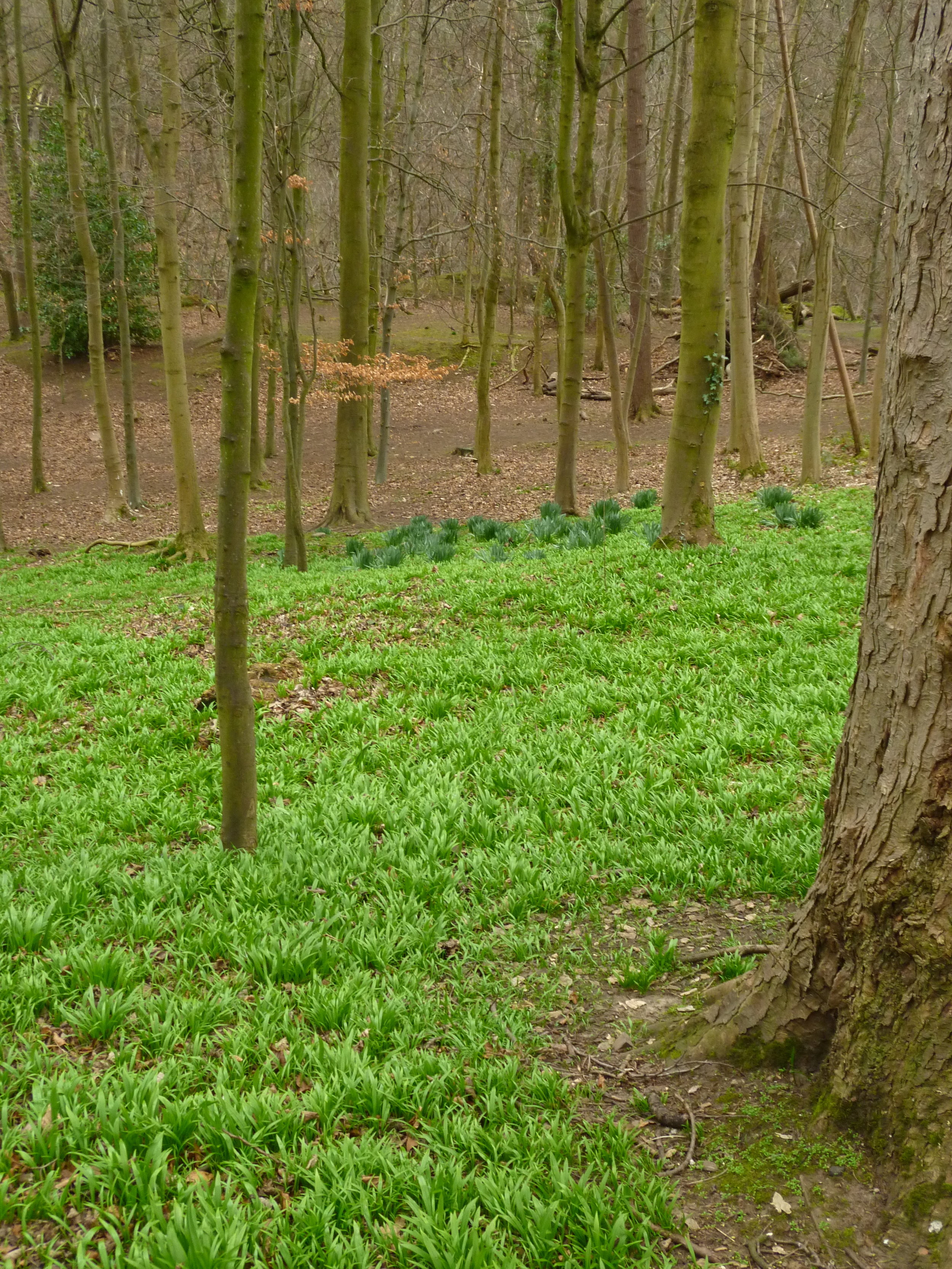 The woman in the woods
