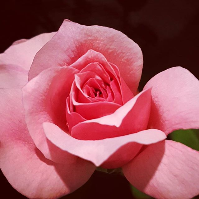 My garden knows it's Valentine's Day ⚘❤ Happy Valentine's day to all!
.
.
.
. .
.
.
#pink #rose #valentinesday #floralartistry
