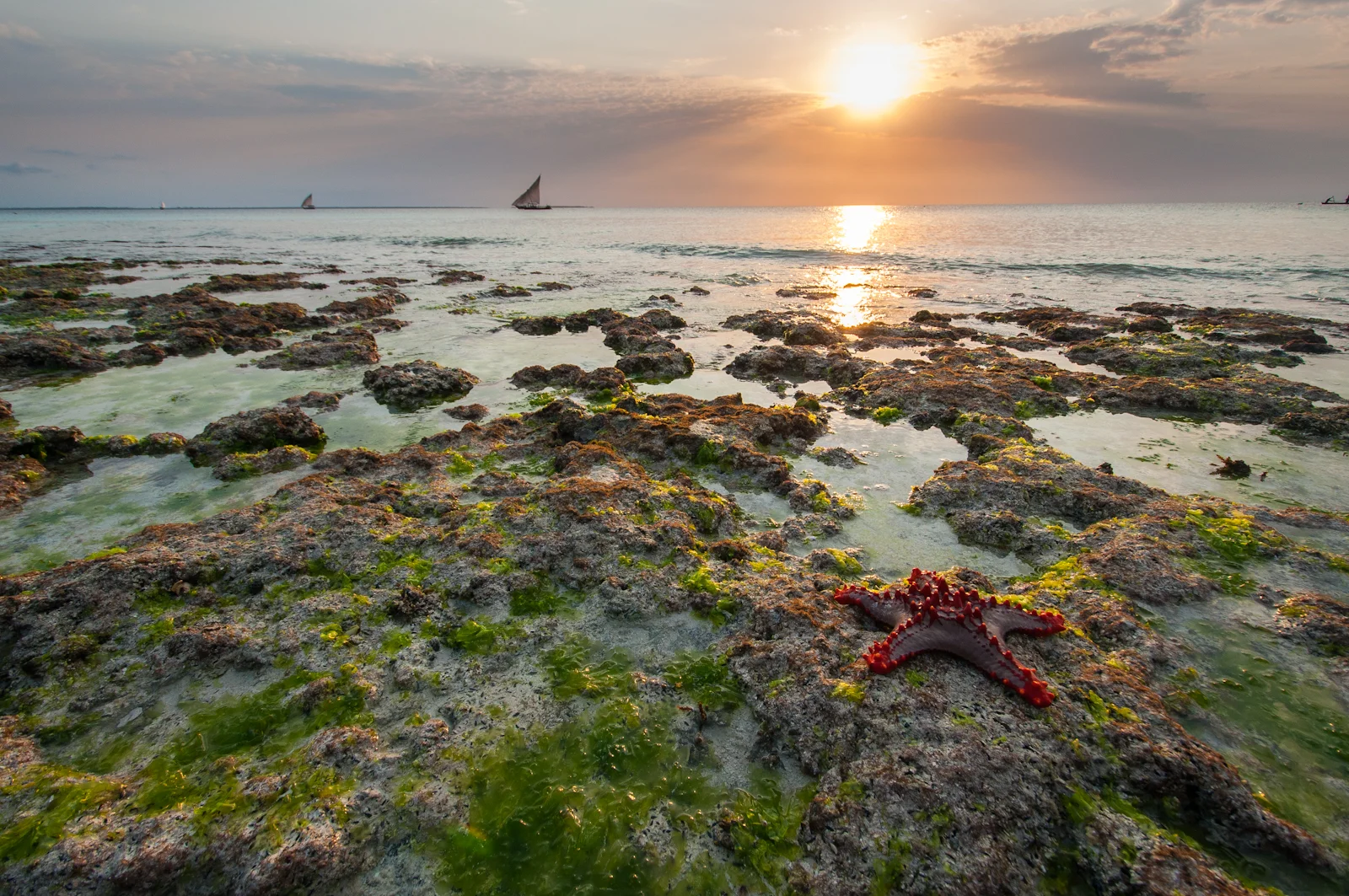 Starfish and the Tide